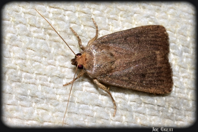 Amphipyra tragopoginis - bakszakállbagoly
