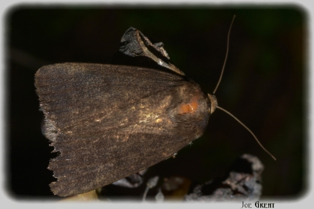 Amphipyra livida - zsírfényű bagoly