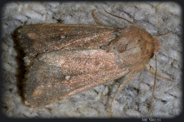 Mythimna albipuncta - fehérpettyes rétibagoly