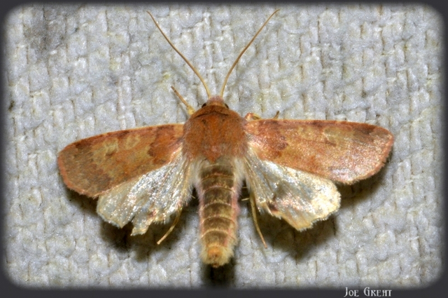 Anchoscelis helvola - barna őszibagoly