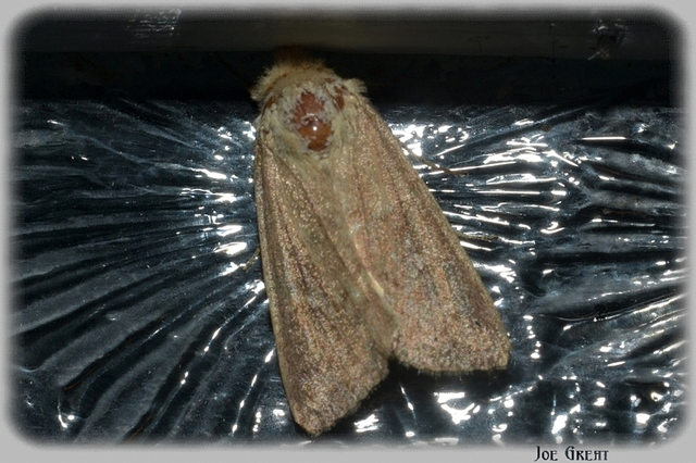 Mythimna albipuncta - fehérpettyes rétibagoly