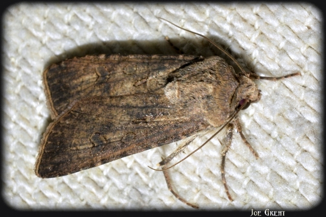 Agrotis segetum - vetési földibagoly