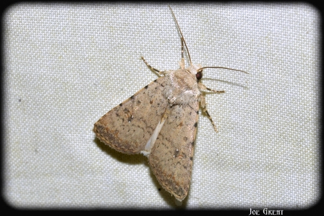 Paradrina clavipalpis - közönséges selymesbagoly