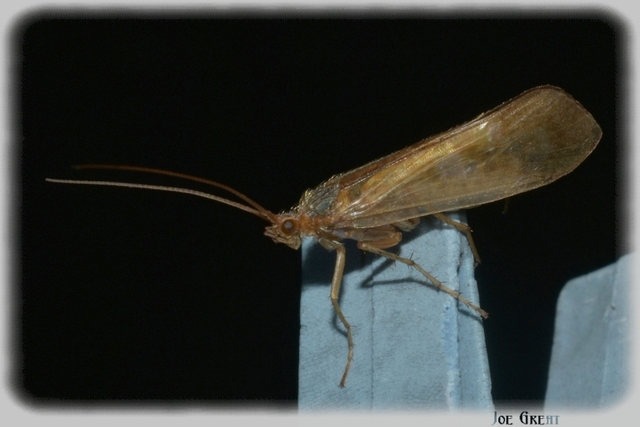 Trichoptera - Tegzesek