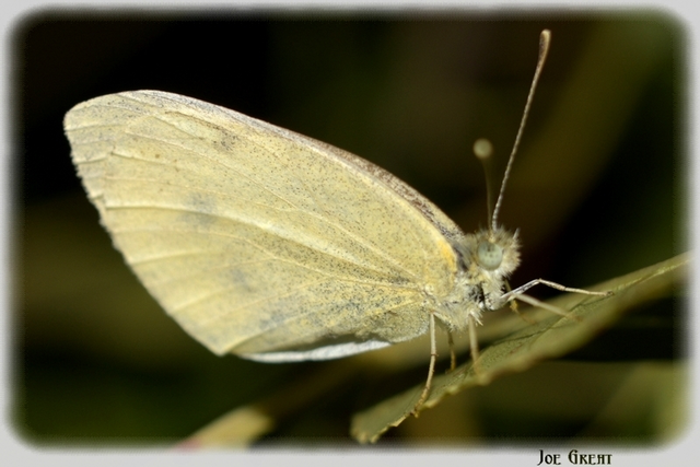 Pieris rapae - répalepke