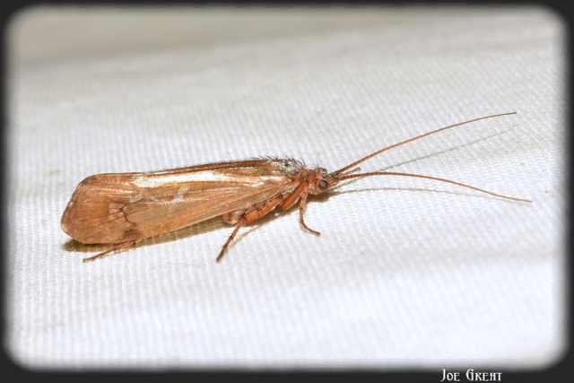 Trichoptera - Tegzesek