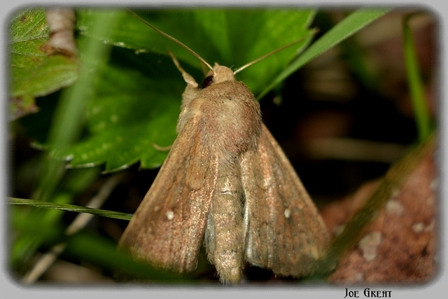 Mythimna albipuncta - fehérpettyes rétibagoly