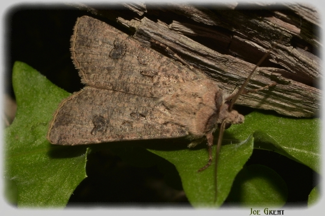Agrotis segetum - vetési földibagoly