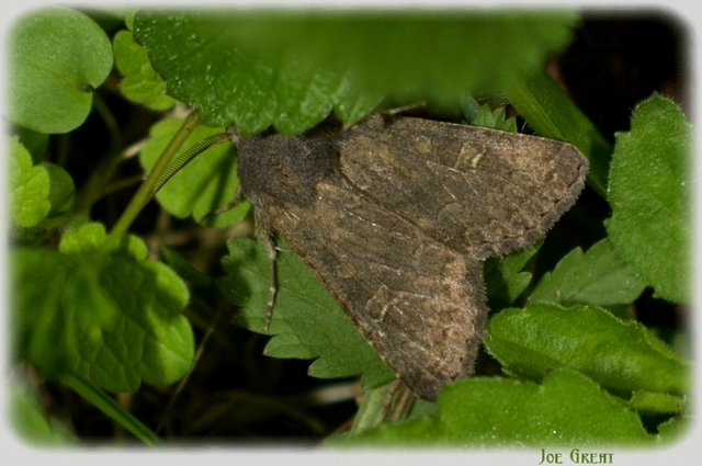 Aporophyla lutulenta - sziki őszibagoly