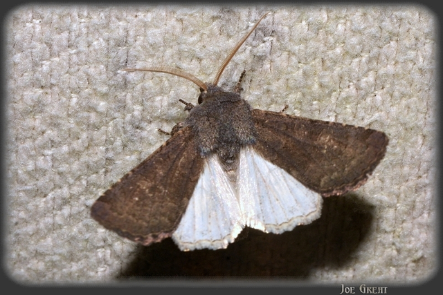 Aporophyla lutulenta - sziki őszibagoly