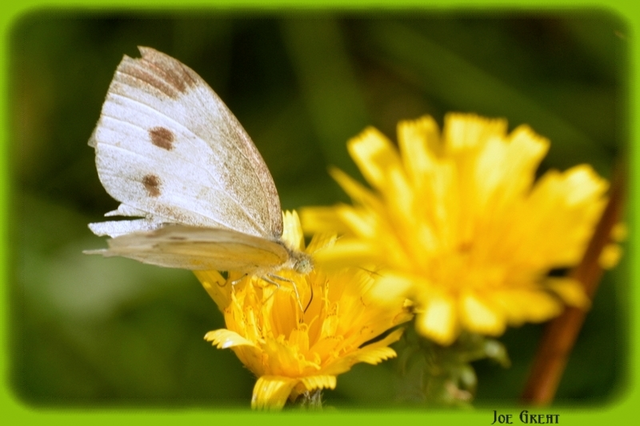 Pieris rapae - répalepke