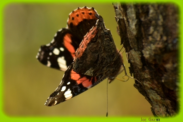 Vanessa atalanta - atalantalepke