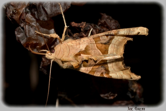 Phlogophora meticulosa - vándorló csipkésbagoly