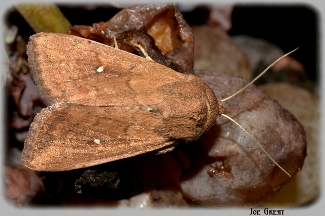Mythimna albipuncta - fehérpettyes rétibagoly