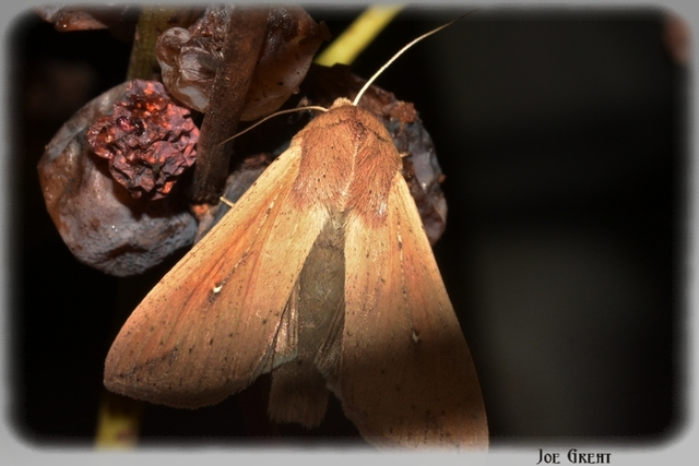 Mythimna unipuncta - hordabagoly