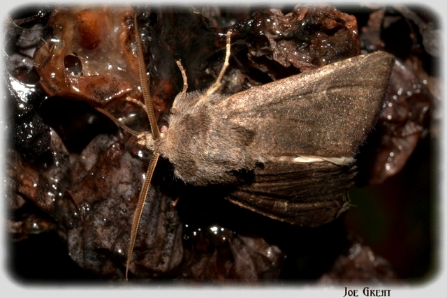 Aporophyla lutulenta - sziki őszibagoly