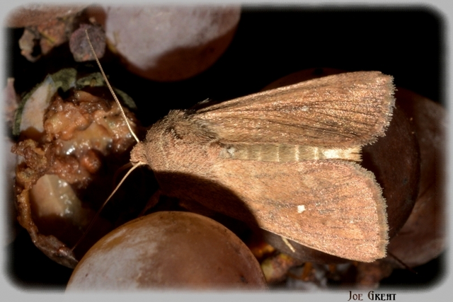 Mythimna albipuncta - fehérpettyes rétibagoly