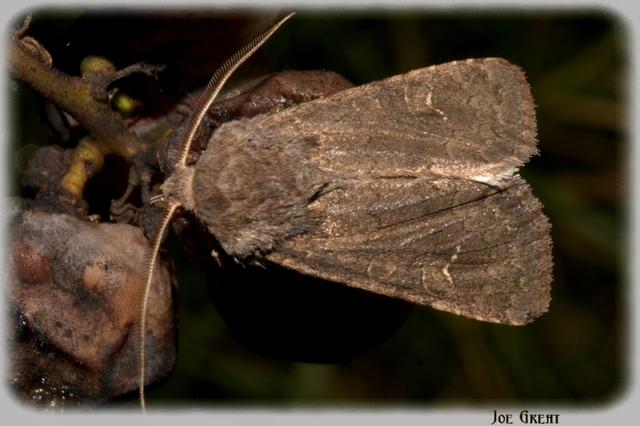 Aporophyla lutulenta - sziki őszibagoly