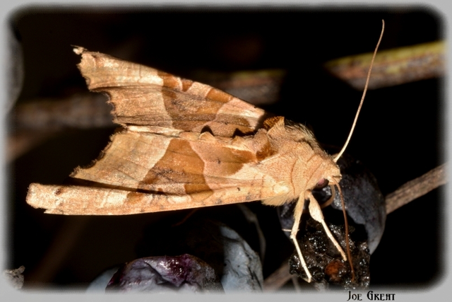 Phlogophora meticulosa - vándorló csipkésbagoly