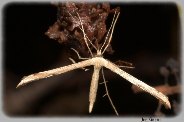 Pterophoridae - tollasmolyfélék