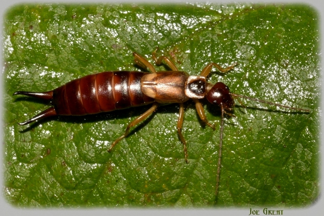 Forficula auricularia - közönséges fülbemászó