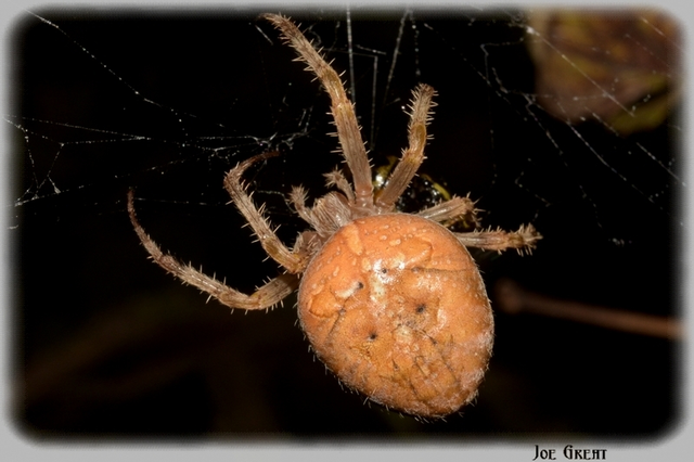 Araneus diadematus - koronás keresztespók