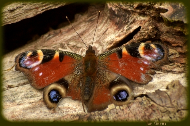 Nymphalis io - nappali pávaszem