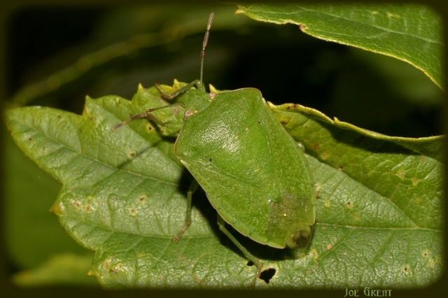 Nezara viridula - zöld vándorpoloska