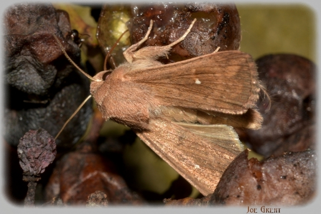 Mythimna albipuncta - fehérpettyes rétibagoly