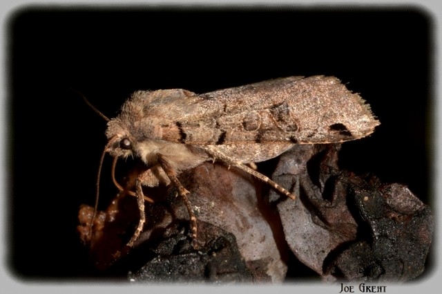 Anchoscelis litura - tarka őszibagoly