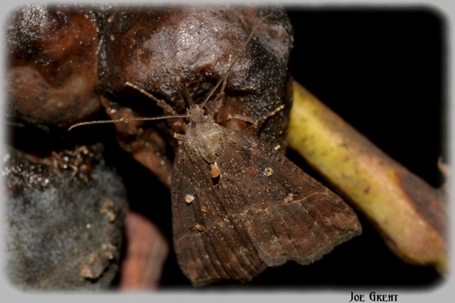 Hypena rostralis - közönséges karcsúbagoly