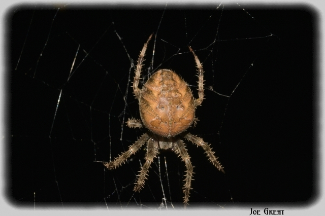 Araneus diadematus - koronás keresztespók
