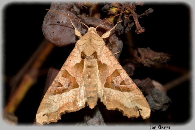 Phlogophora meticulosa - vándorló csipkésbagoly