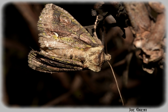 Allophyes oxyacanthae - galagonyabagoly