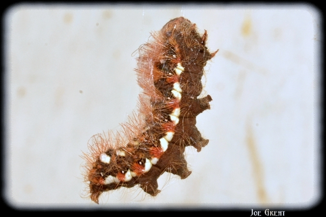 Acronicta rumicis - sóska-szigonyosbagoly