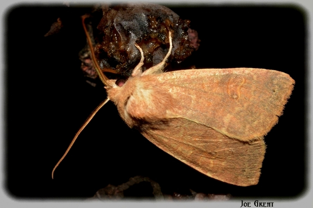 Cirrhia ocellaris - fakó sárgabagoly