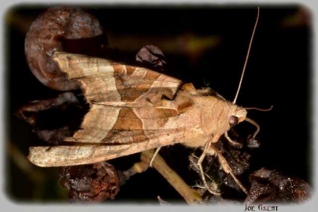 Phlogophora meticulosa - vándorló csipkésbagoly