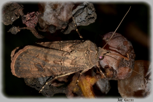 Agrotis segetum - vetési földibagoly