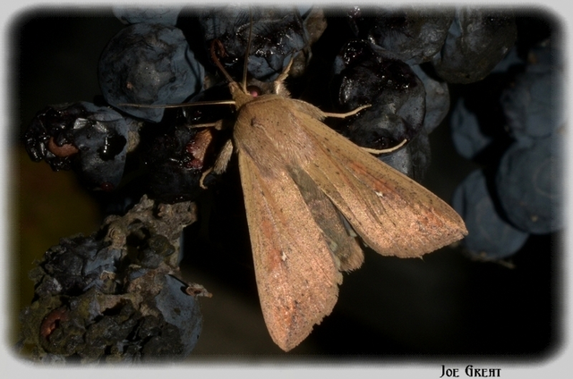 Mythimna unipuncta - hordabagoly