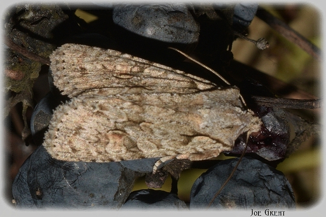 Lithophane ornitopus - közönséges fabagoly