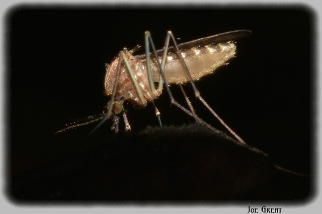 Diptera - Kétszárnyúak