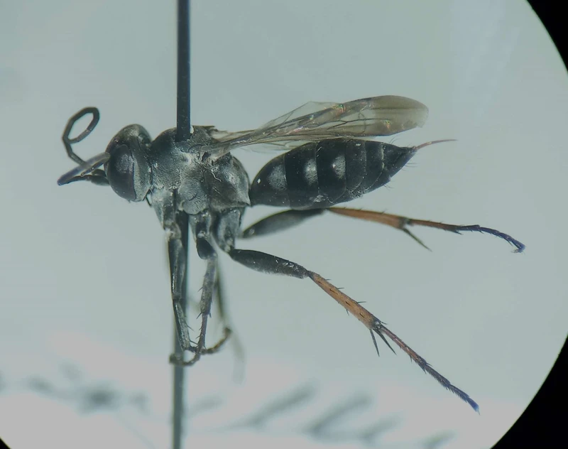 Aporinellus sexmaculatus