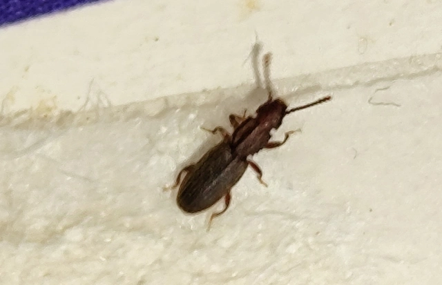 Oryzaephilus surinamensis - zsizsikfaló fogasnyakú-lapbogár