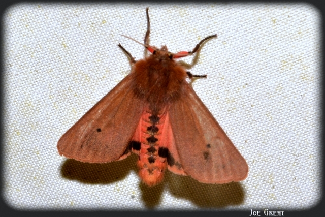 Phragmatobia fuliginosa - füstös medvelepke