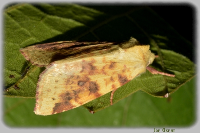 Cirrhia icteritia - nyárfa-sárgabagoly