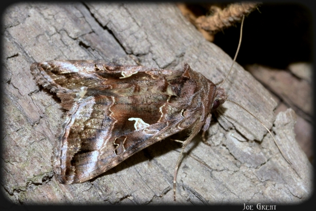 Autographa gamma - gammalepke