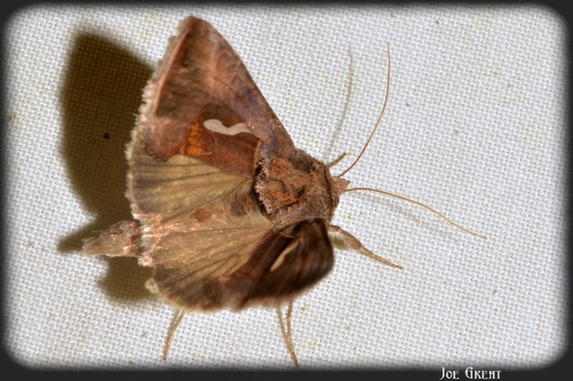 Macdunnoughia confusa - cseppfoltos ezüstbagoly