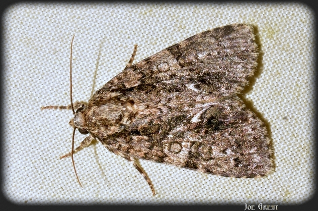 Acronicta rumicis - sóska-szigonyosbagoly