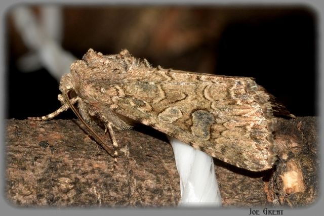Hadula trifolii - lóherebagoly