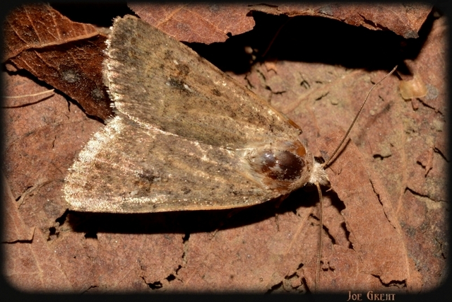 Paradrina clavipalpis - közönséges selymesbagoly